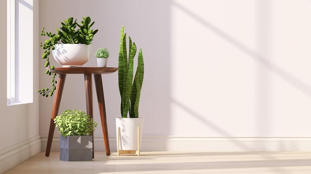 Plantas para umidificar o ambiente